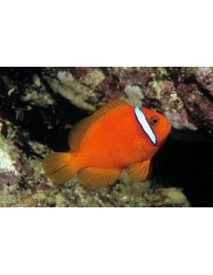 Amphiprion frenatus