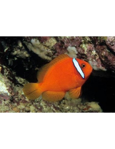 Amphiprion frenatus