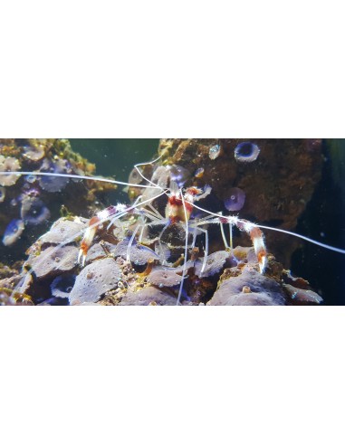 Stenopus hispidus