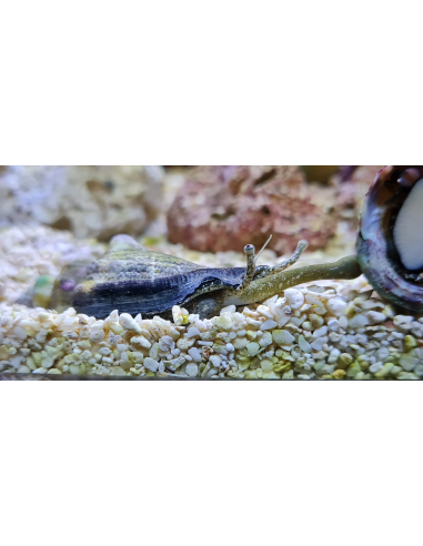 Strombus