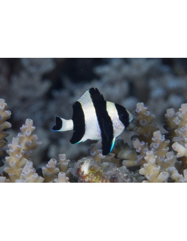 Dascyllus melanurus