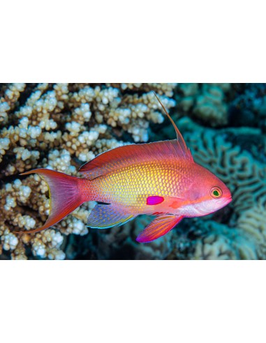 Pseudoanthias squamipinnis (male)