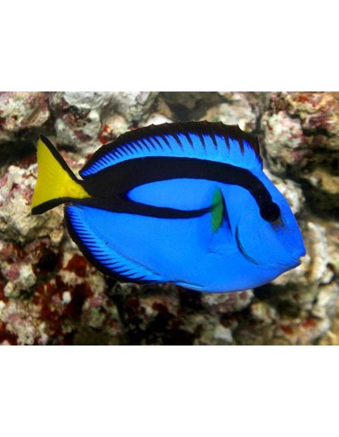 Paracanthurus hepatus