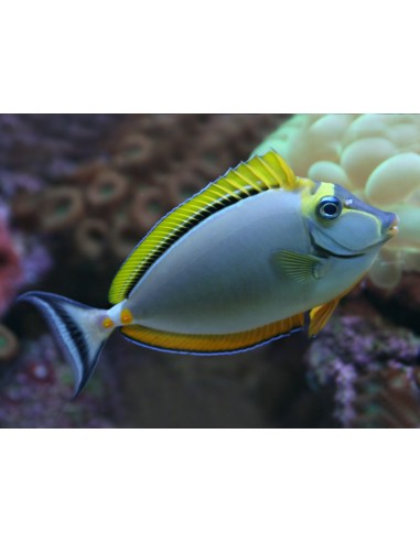 Naso elegans