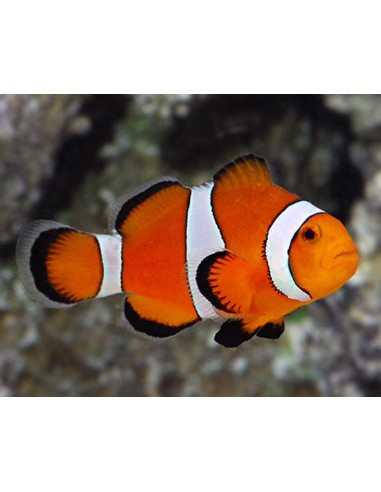 Amphiprion ocellaris