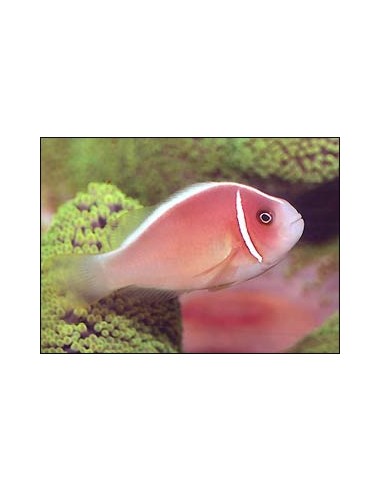 Amphiprion perideraion