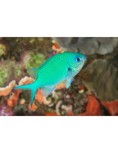 Chromis viridis