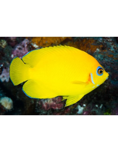 Centropyge flavissima