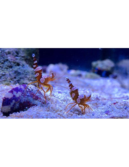 Jūras bezmugurkaulnieki