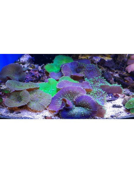 Diskoaktinijas (Sēnes)