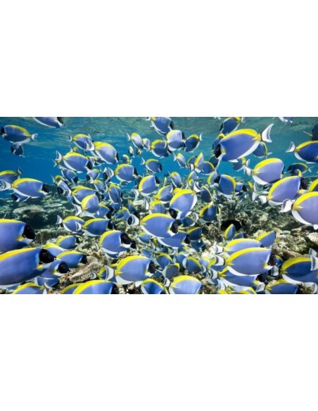 Ķirurgzivi un zebrasomas