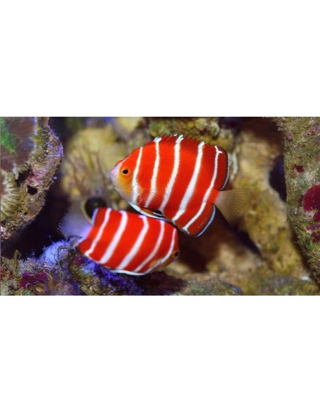 Rūķu eņģeļ zivis