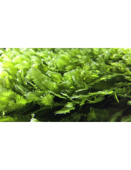 Jūras makro aļģes